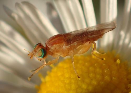 Réf. 266 652 : Meromyza sp.